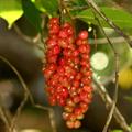 voëlsitboom ، isiBangamlotha ، modulane